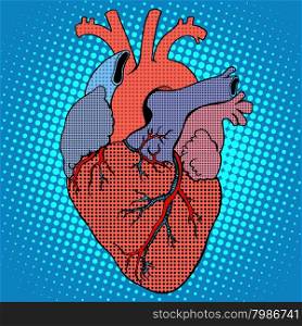 Anatomy human heart pop art retro style. Medicine and health of the circulatory system. Anatomy human heart retro style