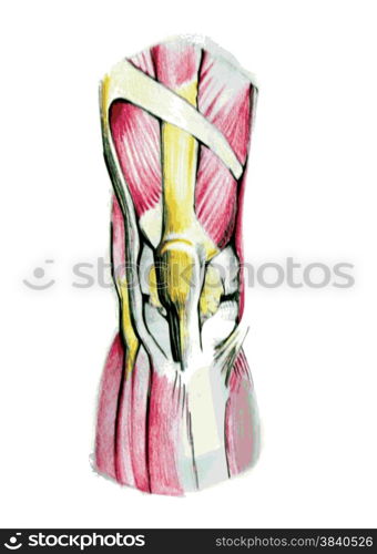 Anatomy of knee muscles in watercolor and pencil. Hand drawn.