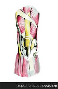 Anatomy of knee muscles in watercolor and pencil. Hand drawn.
