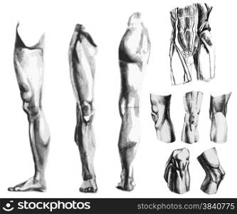 Anatomy of leg, knee, abdomen muscles in charcoal and pencil. Hand drawn set.