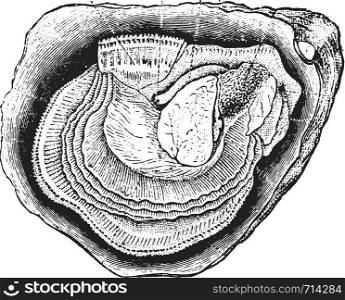 Anatomy of the oyster, vintage engraved illustration. Natural History of Animals, 1880.