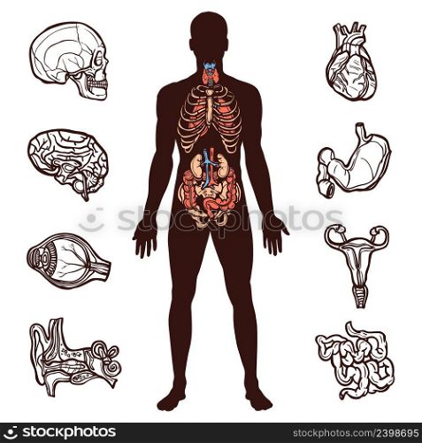 Anatomy set with sketch internal organs and human figure isolated vector illustration
