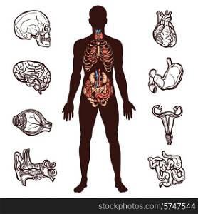 Anatomy set with sketch internal organs and human figure isolated vector illustration