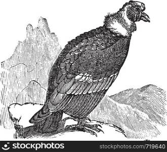 Andean Condor or Vultur gryphus, vintage engraving. Old engraved illustration of Andean Condor.