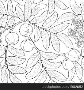 andiroba branches vector pattern on white background. andiroba vector pattern on white background