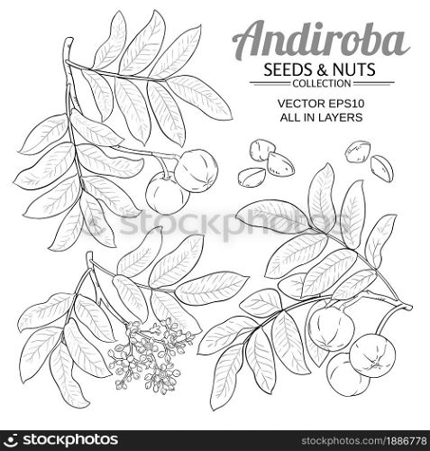 andiroba branches vector set on white background. andiroba vector set on white background