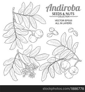 andiroba branches vector set on white background. andiroba vector set on white background