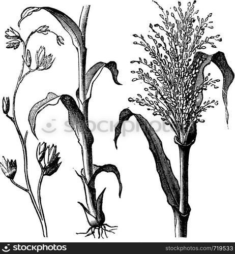 Andropogon virginicus, yellowsedge bluestem or broomsedge bluestem old vintage engraving. Vector engraved illustration from 1890.