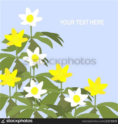 Anemona yellow and white flowers on blue background Lorem Ipsum stock vector