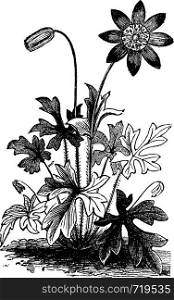 Anemone hortensis or Fior di Stella flower vintage engraving. Vector engraved illustration from 1890.