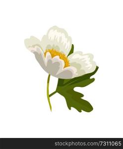 Anemone snowdrop favorite garden plant, providing color throughout season from early spring into autumn vector illustration isolated on white. Anemone Snowdrop Favorite Garden Plant Vector