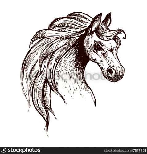 Angry brumby horse sketch icon of a head of wild and free-roaming feral horse in aggressive posture. Use as wildlife sanctuary or animal theme design. Wild feral horse in aggressive posture sketch