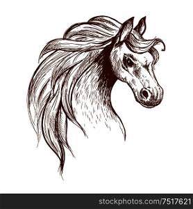 Angry brumby horse sketch icon of a head of wild and free-roaming feral horse in aggressive posture. Use as wildlife sanctuary or animal theme design. Wild feral horse in aggressive posture sketch