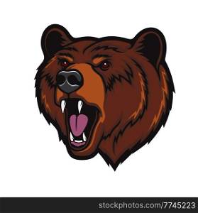 Angry grizzly bear head mascot, roaring wild animal vector beast. Sport team or university football and rugby club badge, grizzly bear with fierce fangs, sport league emblem. Angry grizzly bear head mascot, roaring wild bear