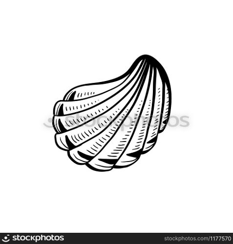 Angular murex seashell hand drawn illustration. Seashore conch, mollusk monochrome sketch. Freehand outline clam shell engraving. Conchology isolated design element. Realistic ink pen drawing. Angular murex conch hand drawn ink pen sketch