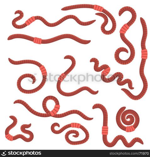 Animal Earth Red Worms for Fishing Isolated on White Background. Animal Earth Red Worms for Fishing