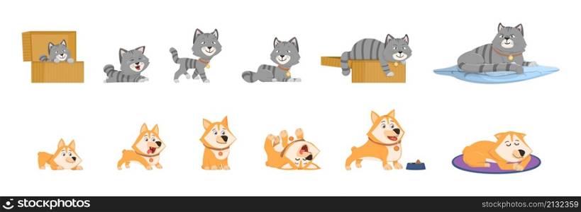 Animal growth. Small kitten, pets growing stages. Elderly and young pet, isolated adorable cat and dog cartoon characters. Cute puppy develop, vector set. Illustration of kitten pet grow process. Animal growth. Small kitten, pets growing stages. Elderly and young pet, isolated adorable cat and dog cartoon characters. Cute puppy develop, decent vector set