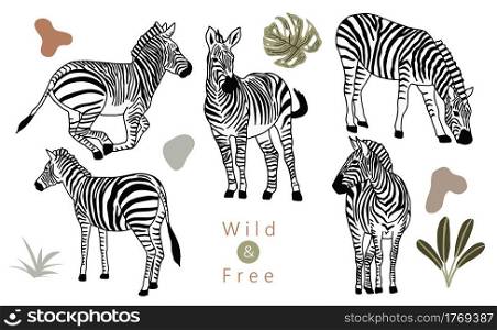 animal object collection with zebra.Vector illustration for icon,sticker,printable