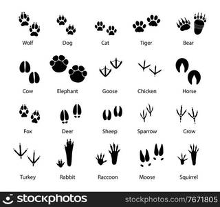 Animals and birds feet tracks, vector trails of wolf, dog and cat, tiger and bear with cow and elephant. Goose, chicken, horse and fox, deer with sheep or sparrow and crow. Turkey, rabbit and raccoon. Animals and birds feet tracks, vector trails set