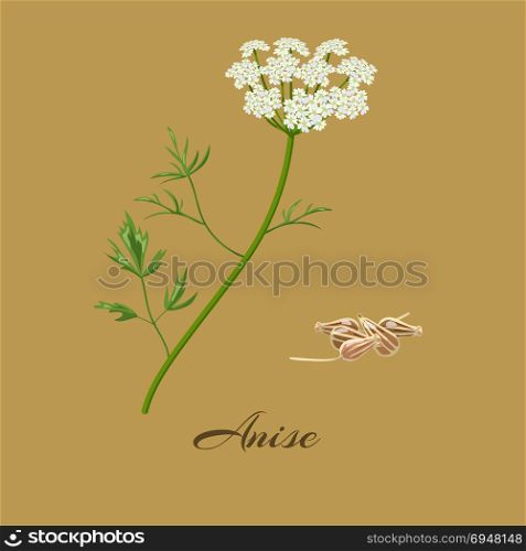 Anise Pimpinella anisum. Anise or aniseed. Pimpinella anisum. Flowers and seeds. Vector illustration