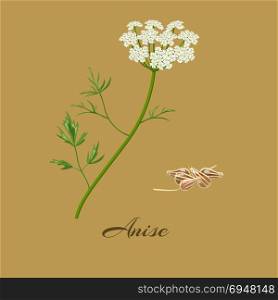 Anise Pimpinella anisum. Anise or aniseed. Pimpinella anisum. Flowers and seeds. Vector illustration