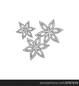 Anise star aroma seasoning isolate spicy condiment monochrome sketch icon. Vector chinese star anise or badian, dried star-shaped pericarp of fruit of Illicium verum. Staranise seeds, aniseed spice. Star anise dry fruit condiment, spicy seasoning