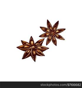 Anise star aroma seasoning isolate spicy condiment sketch. Vector staranise seeds, aniseed spice. Star anise dry fruit condiment, isolated seasoning
