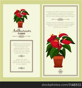 Anthurium flower in pot vector advertising banners for shop design. Anthurium flower in pot banners