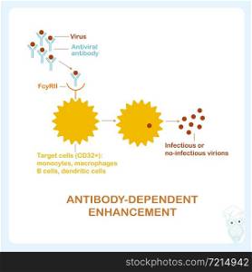 Antibody-dependent enhancement infection scheme medical stock vector illustration
