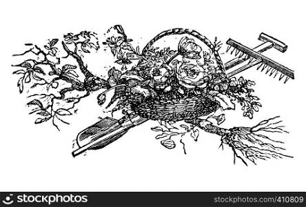 Antique vector drawing or engraving of grunge vintage grunge decorative design of basket with flowers and gardening tools and young tree ready to plant.Illustration from book Illustrierter Neuester Bienenfreund, printed in Leipzig, Germany 1852.. Vintage Vector Drawing or Engraving of Antique Decoration Design of Basket with Flowers and Gardening Tools and Tree Around