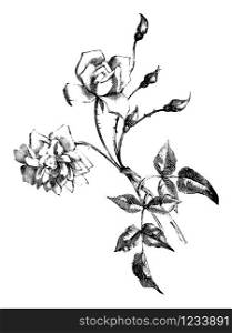 Antique vintage line art illustration, engraving or hand drawing of beautiful rose flower.. Vintage Antique Line Art Illustration, Drawing or Vector Engraving of Rose Flower