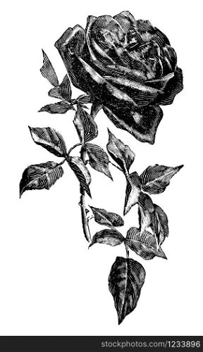 Antique vintage line art illustration, engraving or hand drawing of beautiful rose flower.. Vintage Antique Line Art Illustration, Drawing or Vector Engraving of Rose Flower