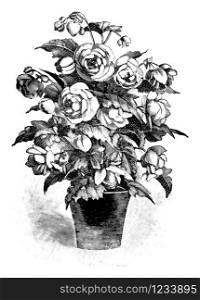 Antique vintage line art vector illustration, engraving or drawing of begonia flower in pot.. Vintage Antique Line Art Illustration, Drawing or Vector Engraving of Blooming Begonia Flower in Pot.
