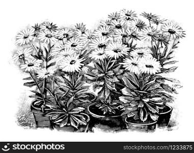 Antique vintage line art vector illustration, engraving or drawing of several blooming Nipponanthemum Nipponicum or nippon daisy plants in pots.. Vintage Antique Line Art Illustration, Drawing or Vector Engraving of Several Blooming Nipponanthemum Nipponicum Plants in Pots.