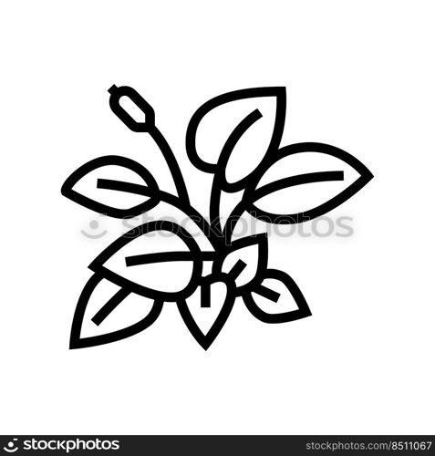 anubia nana line icon vector. anubia nana sign. isolated contour symbol black illustration. anubia nana line icon vector illustration