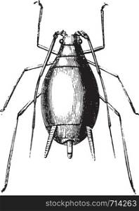 Aphid and its larvae, vintage engraved illustration. Natural History of Animals, 1880.
