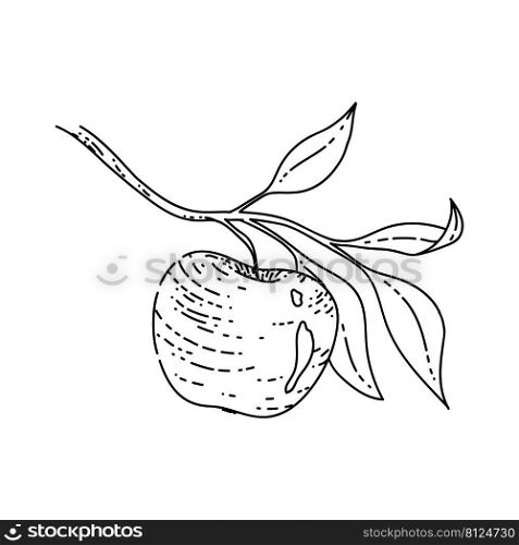apple branch leaf sketch hand drawn vector red fruit. leaf green. tasty orchard. organic fall vintage black line illustration. apple branch leaf sketch hand drawn vector