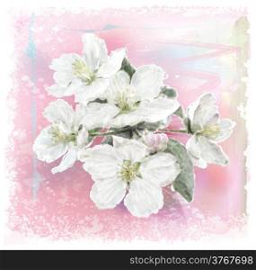 Apple flower blossoms in full bloom