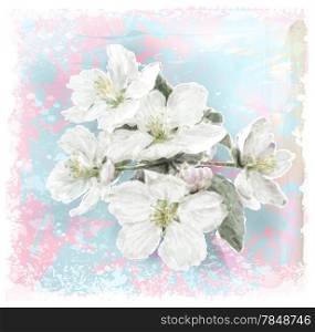 Apple flower blossoms in full bloom