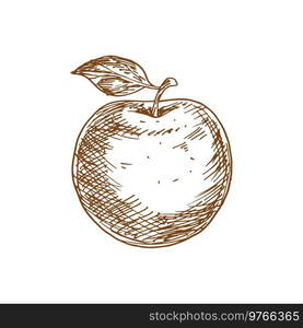 Apple fruit vector isolated sketch. Organic natural apple fruit with leaf. Apple fruit with leaf isolated sketch