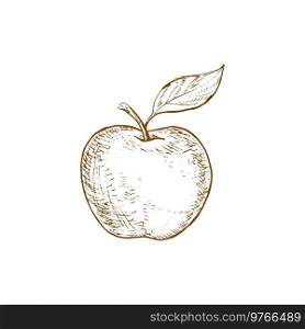 Apple fruit vector isolated sketch. Organic natural apple fruit with leaf. Apple fruit with leaf isolated sketch