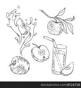 apple set sketch hand drawn vector, fruit art, food leaf, tree branch, half plant, organic red slice vintage black line illustration. apple vintage set sketch hand drawn vector