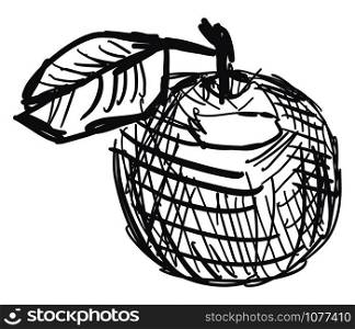 Apple sketch, illustration, vector on white background.