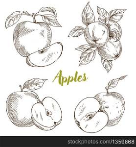 Apples, branch and leaves, hand drawn sketch vector illustration