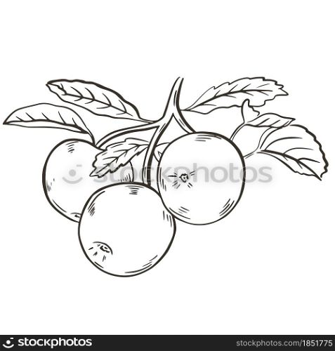 Apples, hand sketch, vector illustration. Fruits on a branch with leaves. Engraving, vintage picture.. Apples, hand sketch, vector illustration.