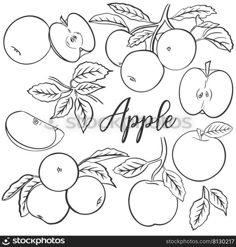 Apples set hand engraving vector. Collection sketch fruits on branch, single whole and half. Vintage outline bundle fresh healthy organic food. Apples set hand engraving vector