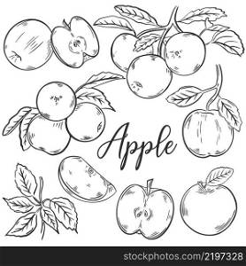 Apples sketch hand drawn set. Collection vintage engraving apples fruits whole, on branch and half. Healthy organic food isolated vector illustration. Apples sketch hand drawn set