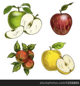 Apples with leaves and halves of fruits. Green, yellow and red apples. Full color realistic sketch vector illustration. Hand drawn painted illustration.