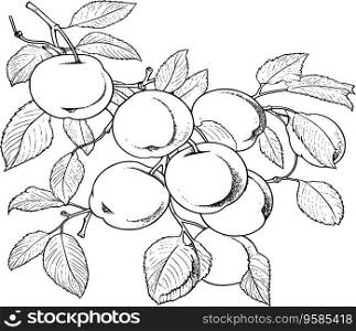 Apricot Coloring Page For Kids