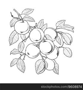 Apricot Coloring Page For Kids